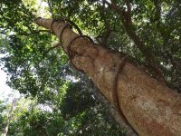 September 2017 Illawarra Register Run to Minamurra Rain Forest