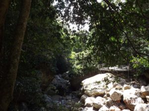 September 2017 Illawarra Register Run to Minamurra Rain Forest