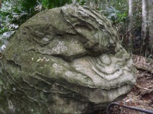 September 2017 Illawarra Register Run to Minamurra Rain Forest