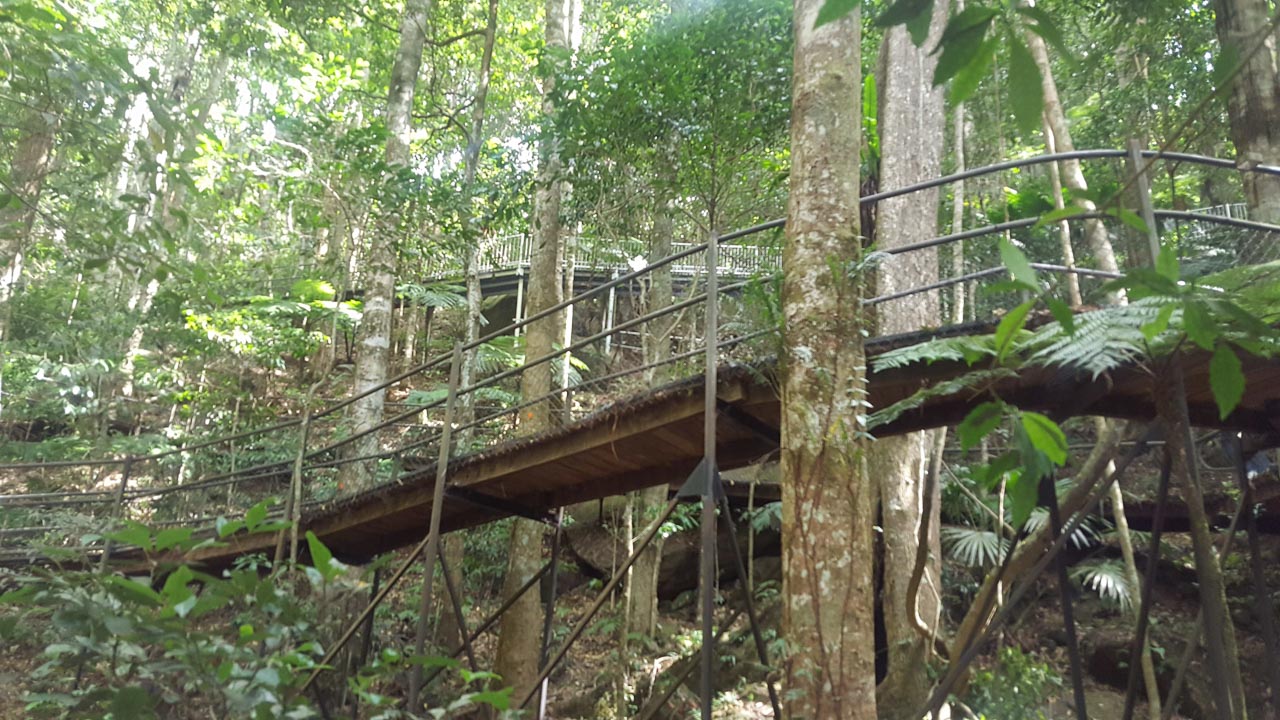 Illawarra Register Minamurra Rainforest