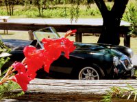 November 2017 MG Car Club Sydney Run to Laguna and Wollombi