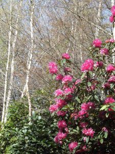Run to 5th Chapter Estate Gardens and Lunch at Burrawang Village Hotel
